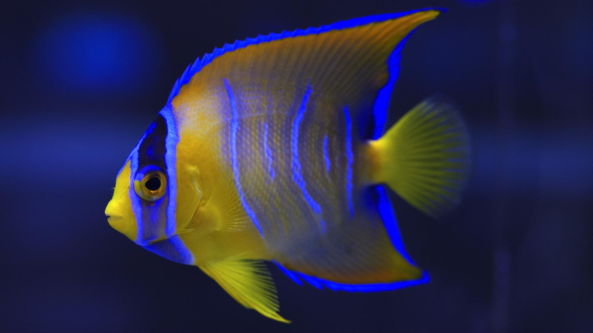 カリブ クィーンエンゼルフィッシュ Msサイズ Reef Trigger
