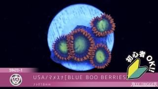 マメスナ(6) 種類　カラフル　フラグベース7cm マメスナ(6) 種類 カラフル フラグベース7cm マメスナ(6) 種類