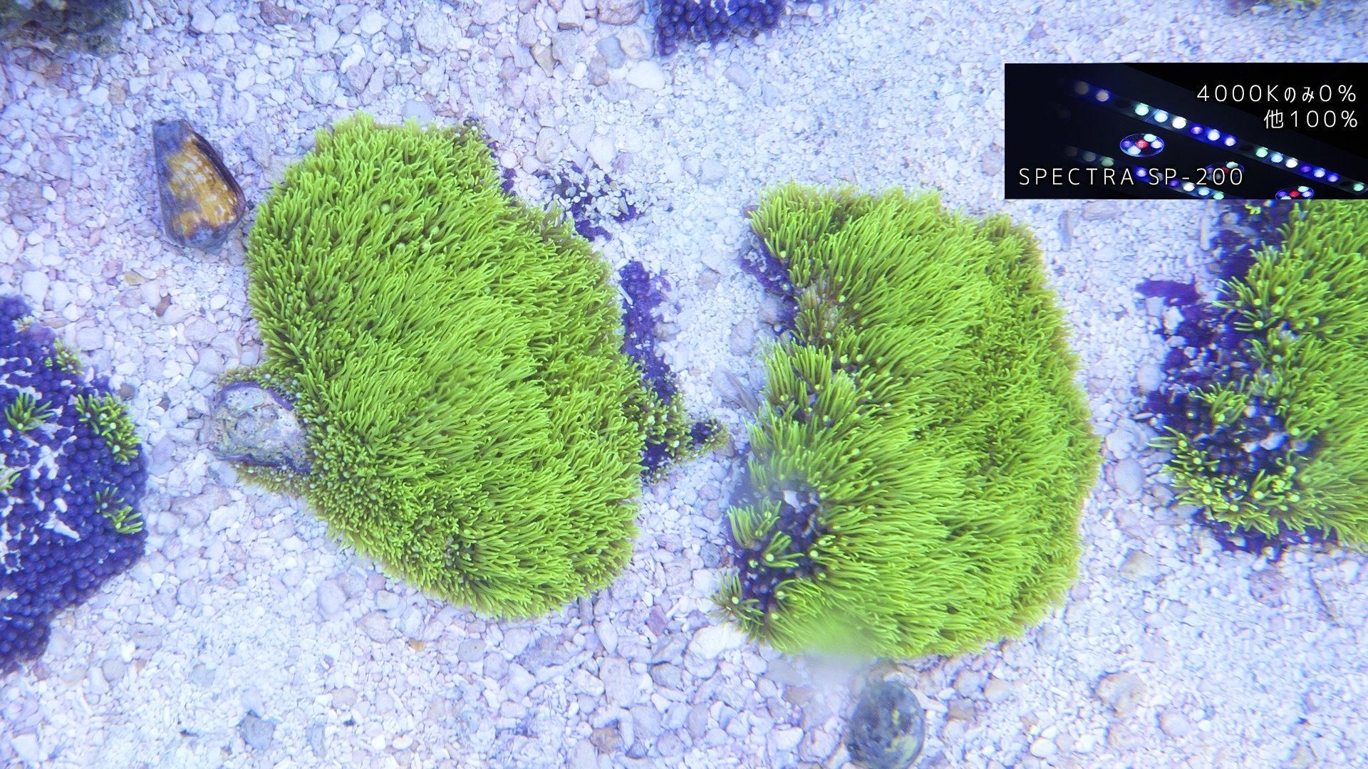 再販]石垣/超高発色スターポリプ センターグリーン MSサイズ