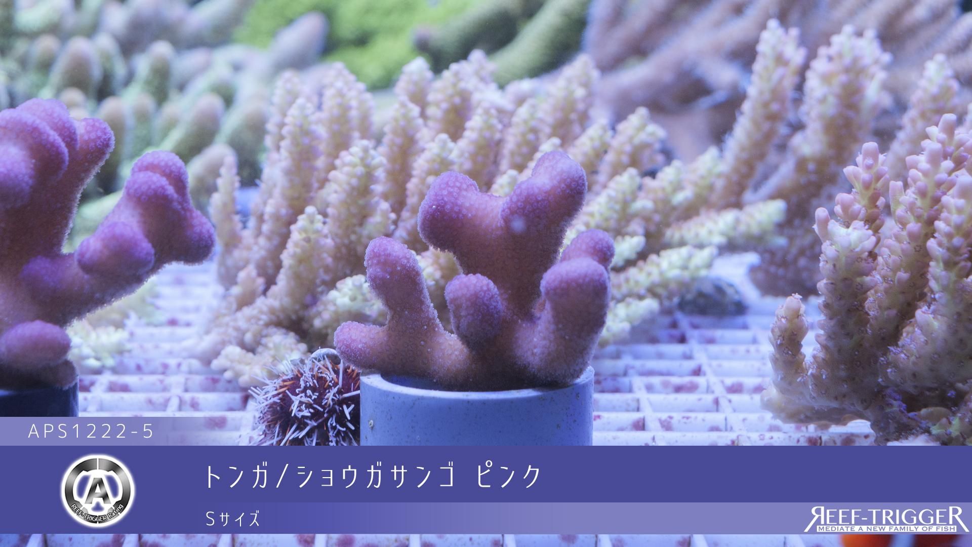 トンガ/ショウガサンゴ ピンク Sサイズ - REEF-TRIGGER