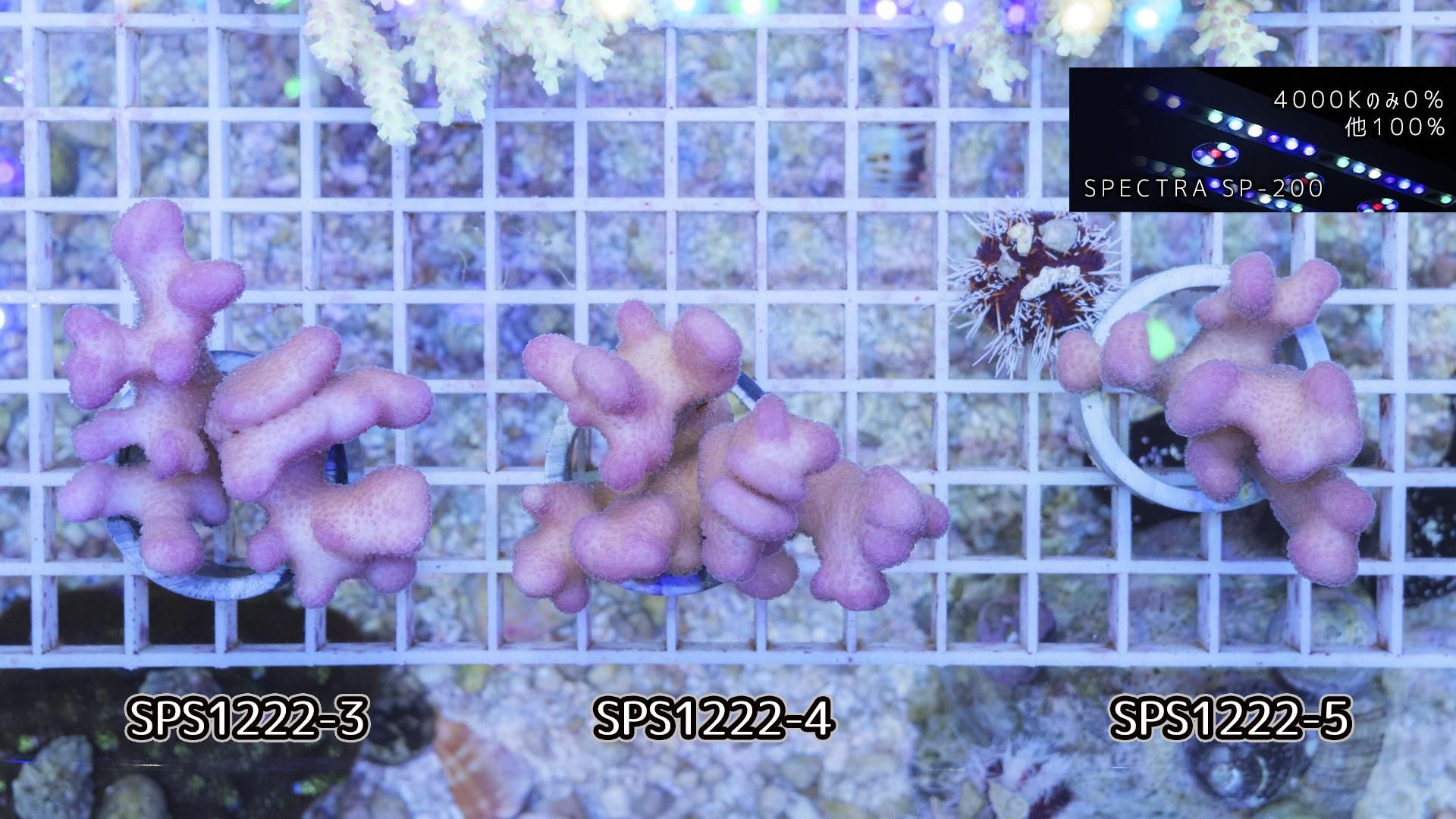 トンガ/ショウガサンゴ ピンク Sサイズ - REEF-TRIGGER