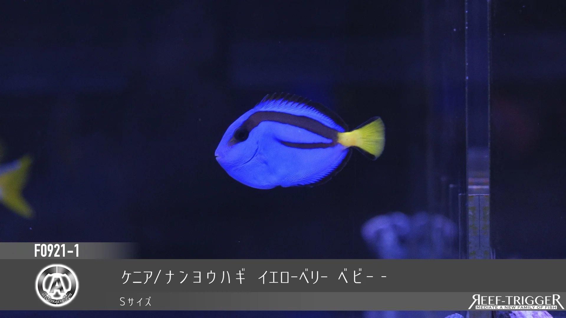 ケニア ナンヨウハギ イエローベリー ベビー | Sサイズ - REEF