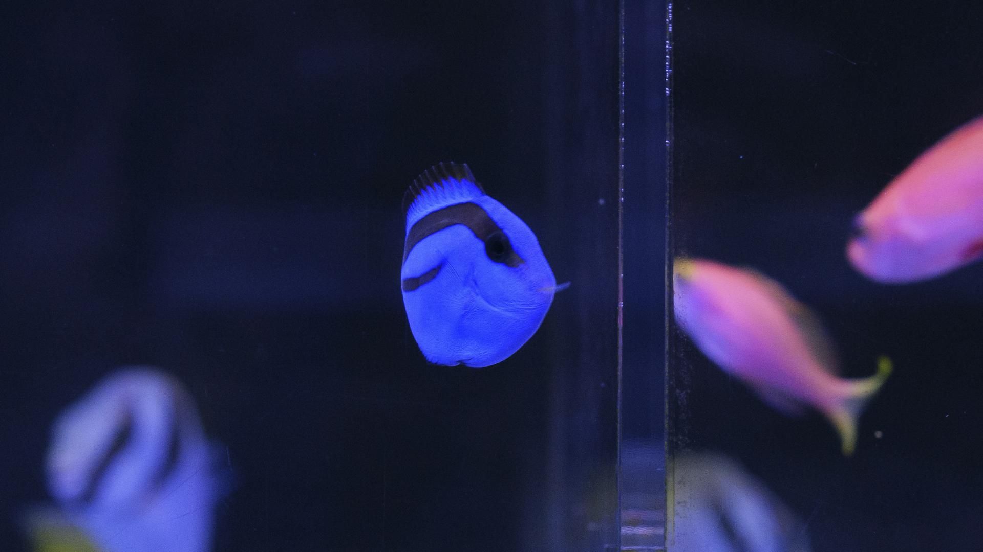 最新】海水魚入荷情報！！ | アクアテイラーズ神戸駒ヶ林店 ＢＬＯＧ 〜Aqua Tailors～