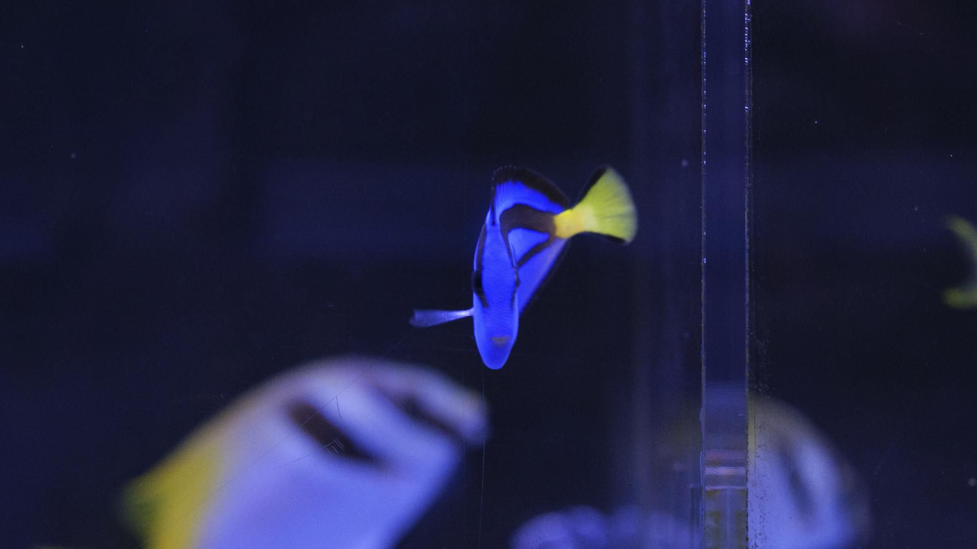 ケニア ナンヨウハギ イエローベリー ベビー | Sサイズ - REEF