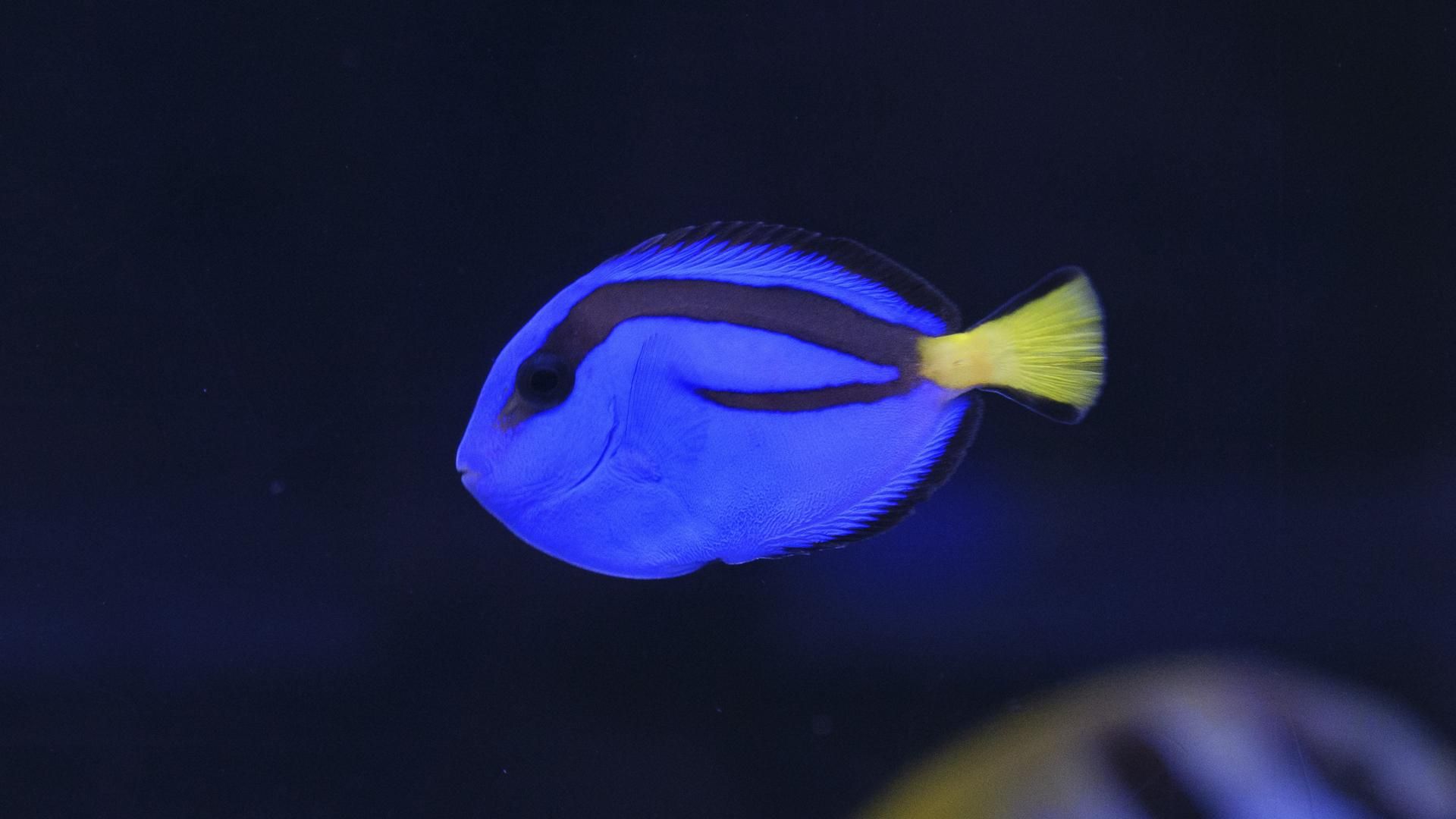 最新】海水魚入荷情報！！ | アクアテイラーズ神戸駒ヶ林店 ＢＬＯＧ 〜Aqua Tailors～
