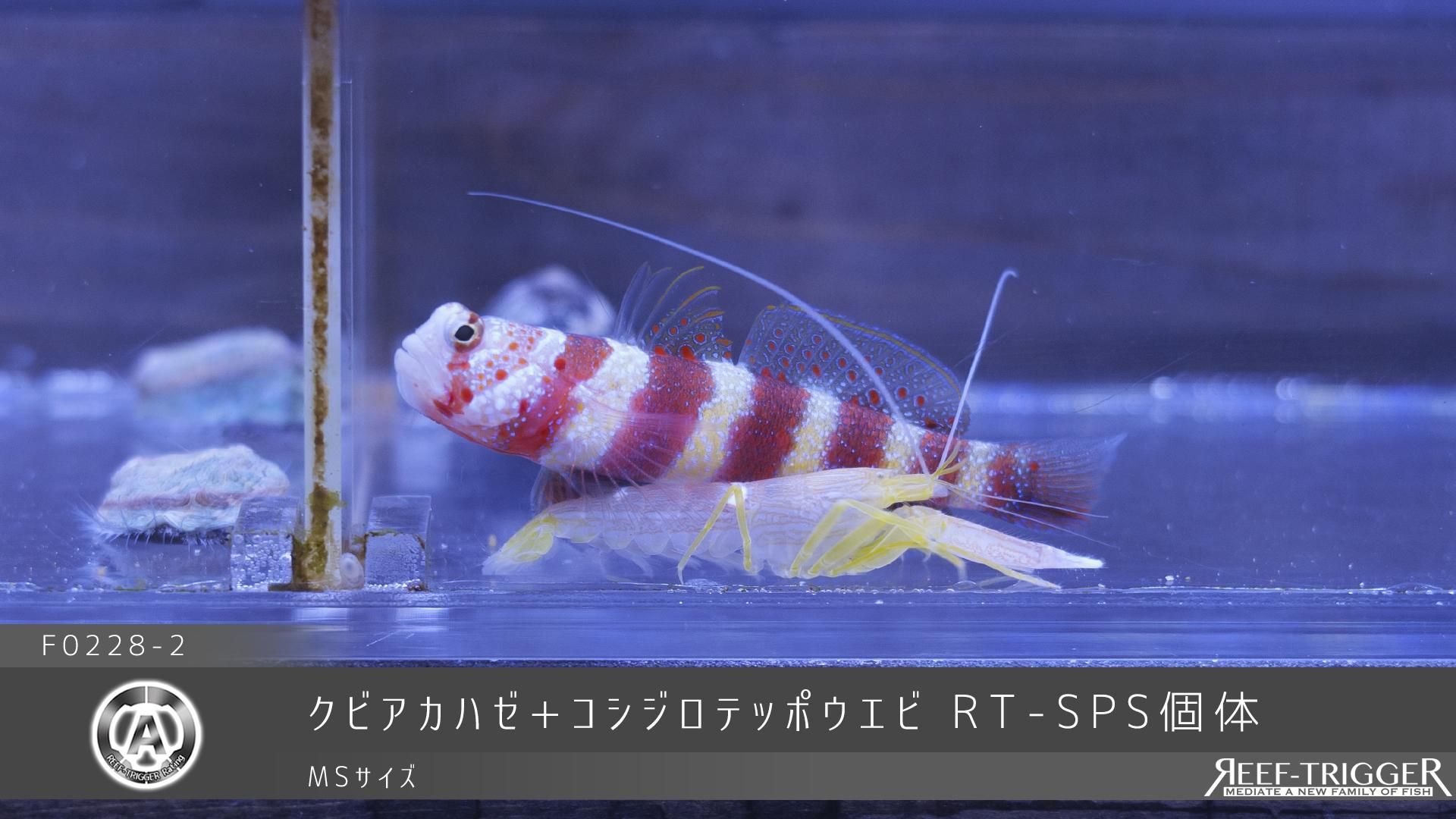 こえび
三柱台座 桶太鼓 Z/X -Zillions of enemy X- ちびゼク☆カワイイパニック！ | TCG