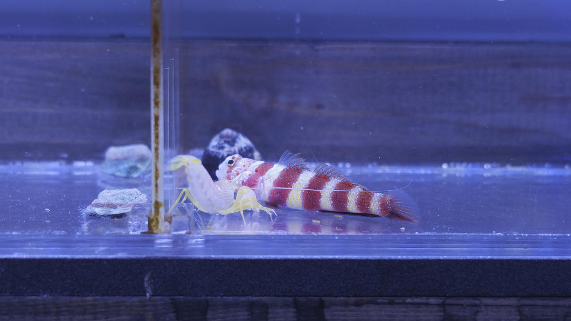 クビアカハゼ+コシジロテッポウエビ RT-SPS水槽個体 MSサイズ