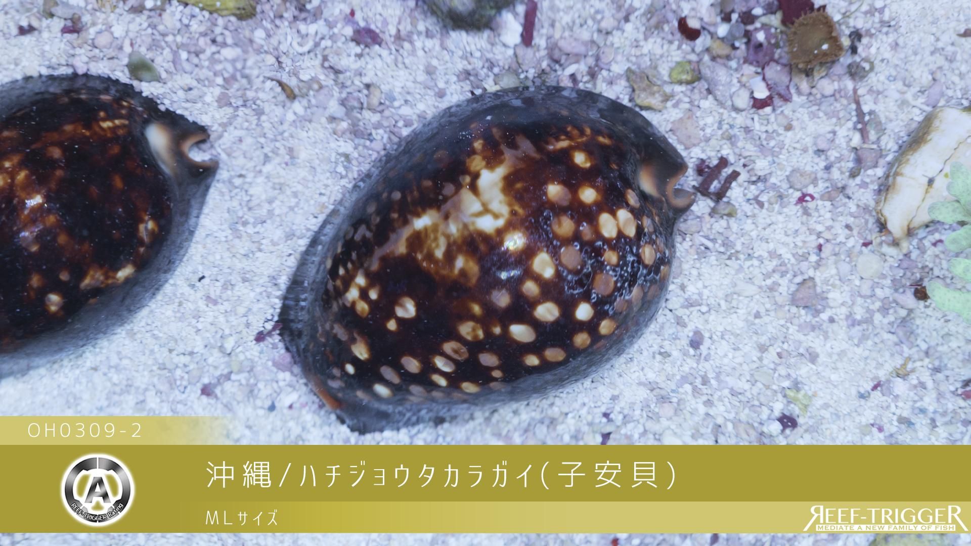 楽天市場】【小さな貝殻パーツ】キイロダカラ 宝貝 タカラガイ