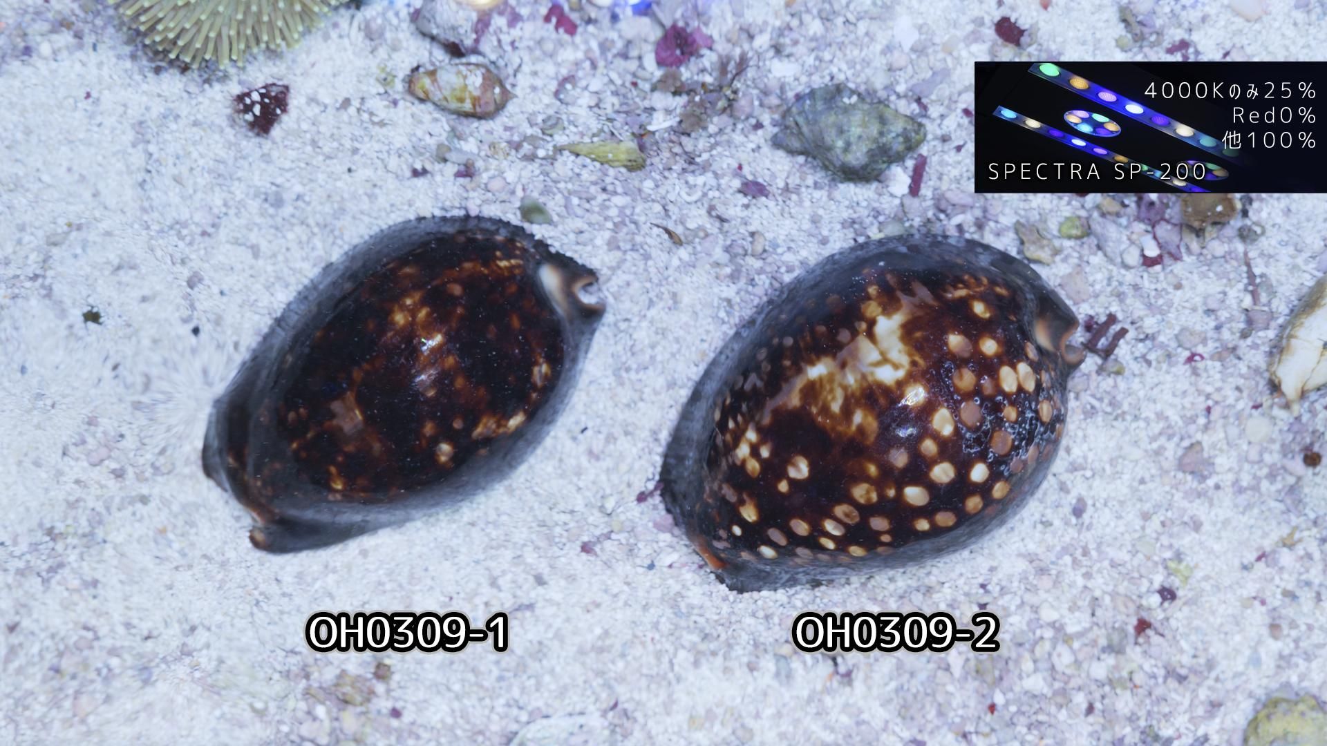 沖縄/ハチジョウタカラガイ(子安貝) MLサイズ - REEF-TRIGGER