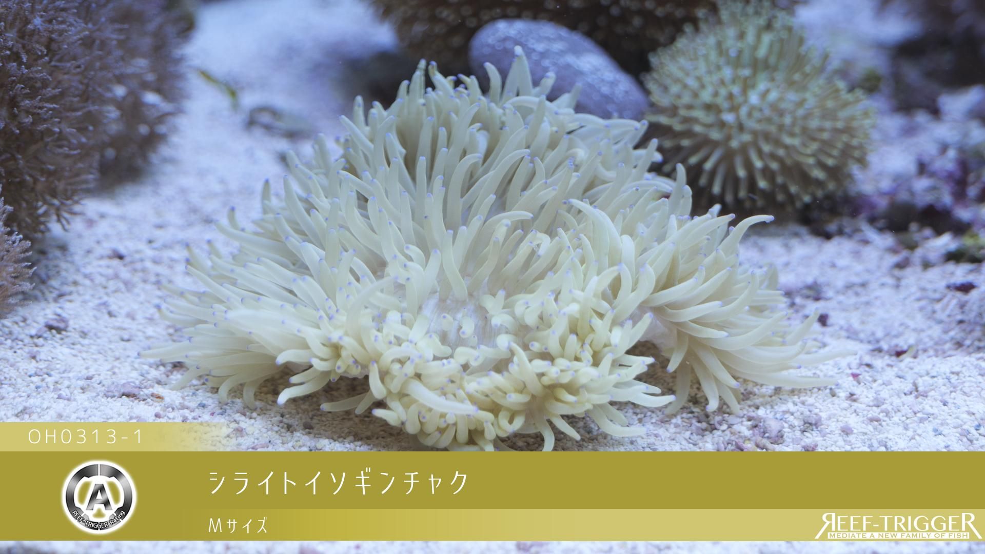 シライトイソギンチャク Mサイズ - REEF-TRIGGER