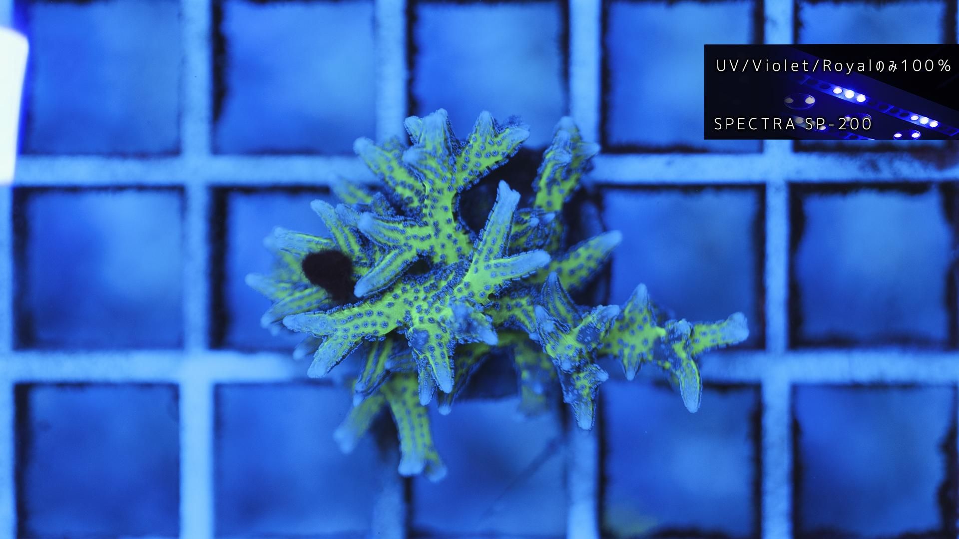 トゲサンゴ グリーン＜うぇぶばぁ魂＞ フラグ18mm #072 - REEF-TRIGGER