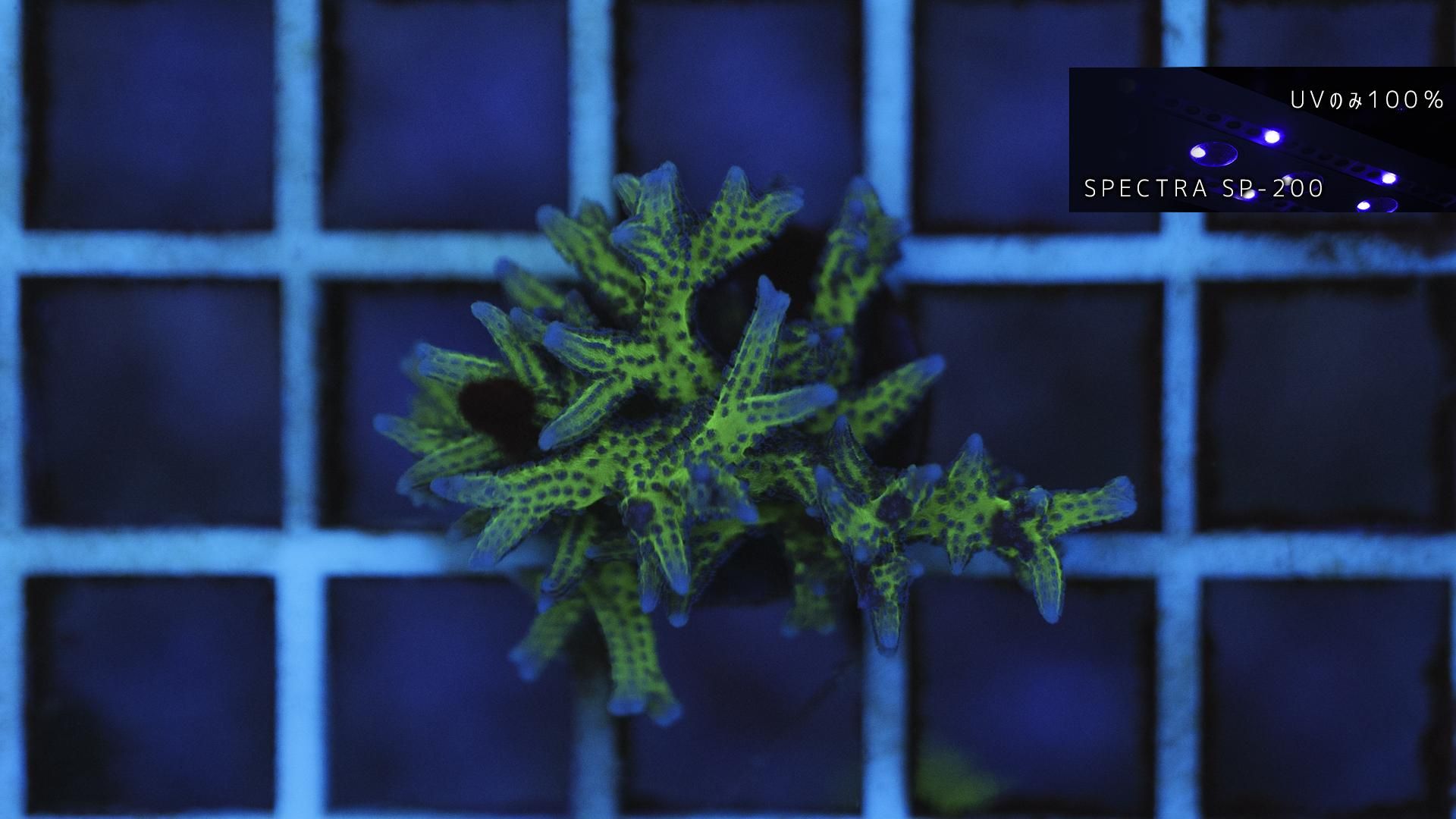 トップサン　フシギバナ No.003 ホログラム　裏青　裏緑　3点セット トップサン フシギバナ No.003 ホログラム 裏青 裏緑 3点セット トップ