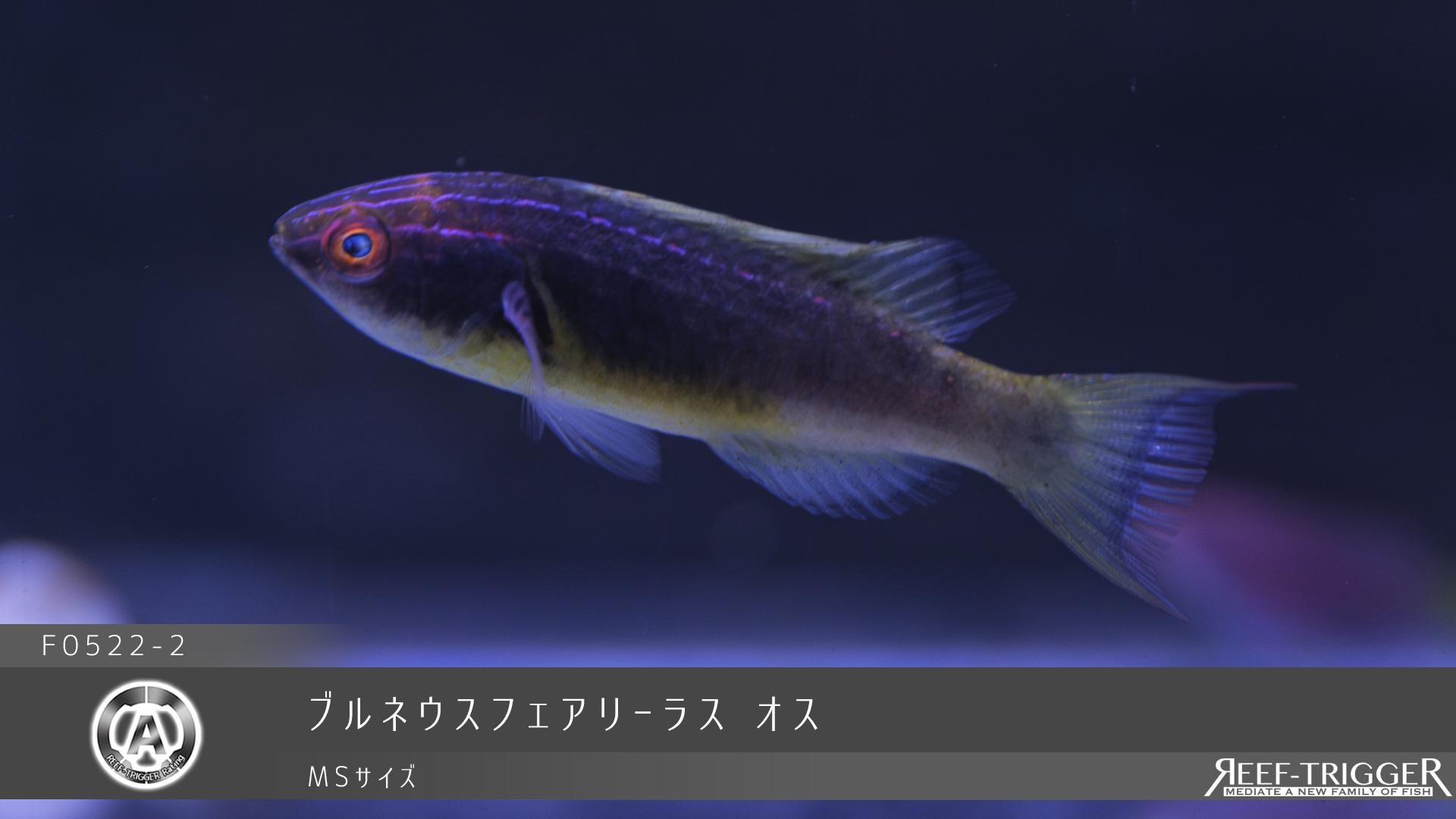 フェアリーテイル1～23,25,28,29,32,33,37,41,プラス 狼騎士と伝説の剣 | BABY, THE STARS SHINE BRIGHT