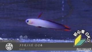 ライブロック - REEF-TRIGGER