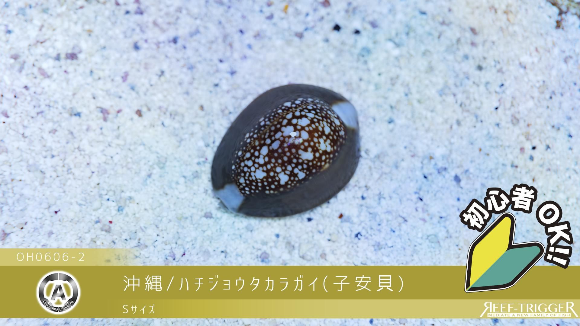 沖縄/ハチジョウタカラガイ(子安貝) Sサイズ - REEF-TRIGGER