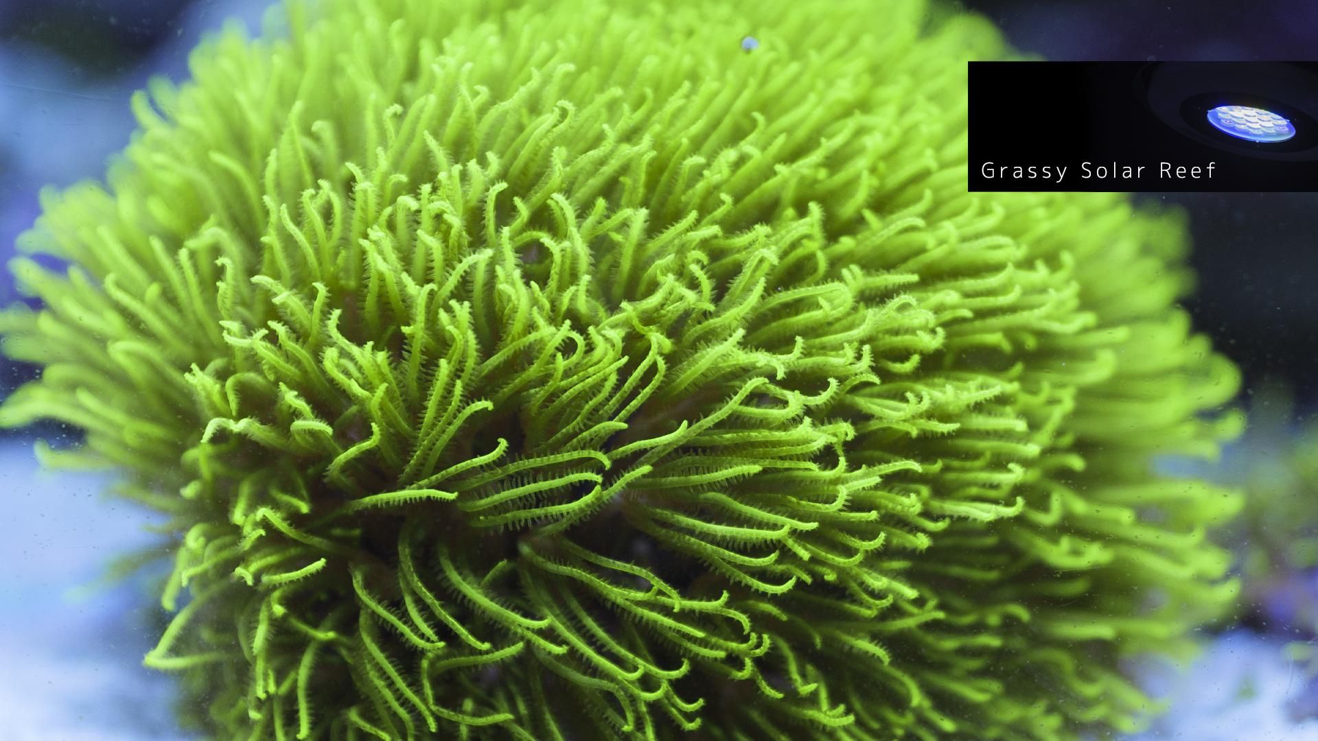 再販]スターポリプ マスター MSサイズ - REEF-TRIGGER