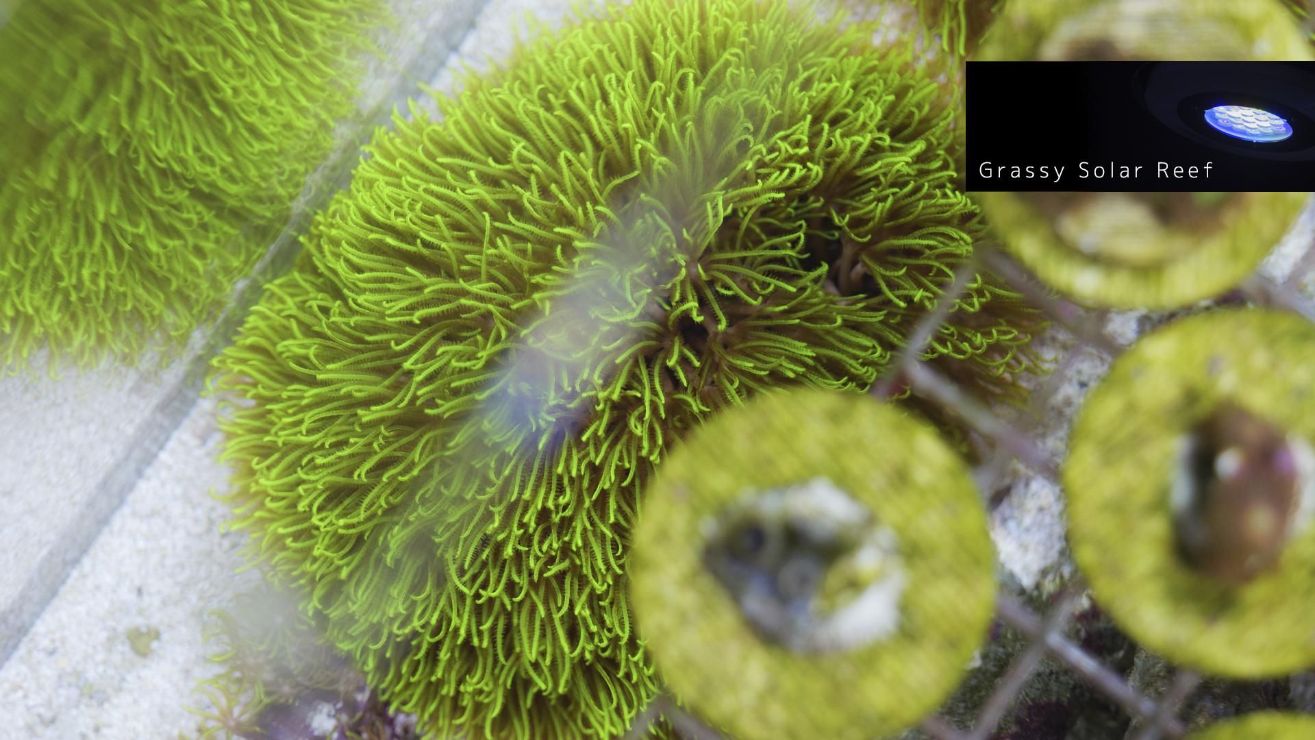 スターポリプ大 沖縄産スターポリプ 強メタリックグリーン ロングポリプ Lサイズ