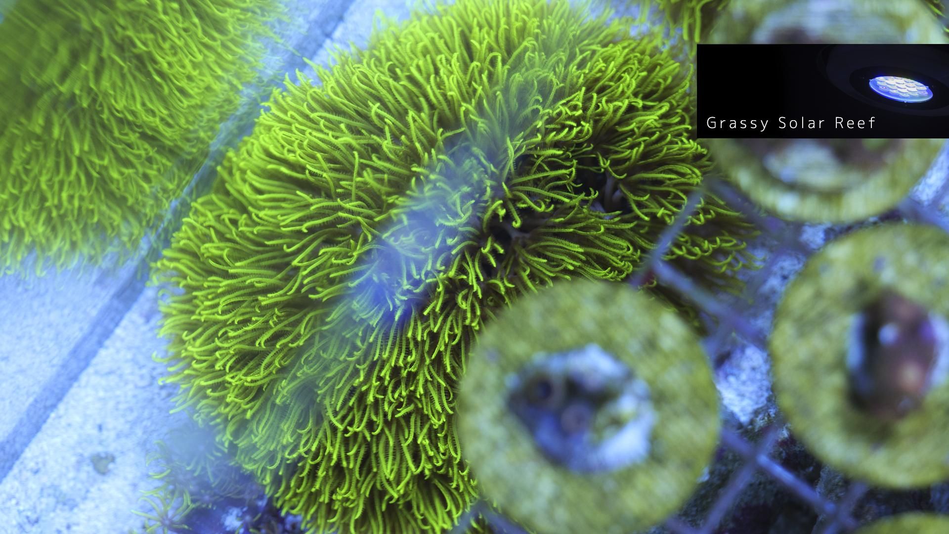 スターポリプ大 175424234_o3.jpg?