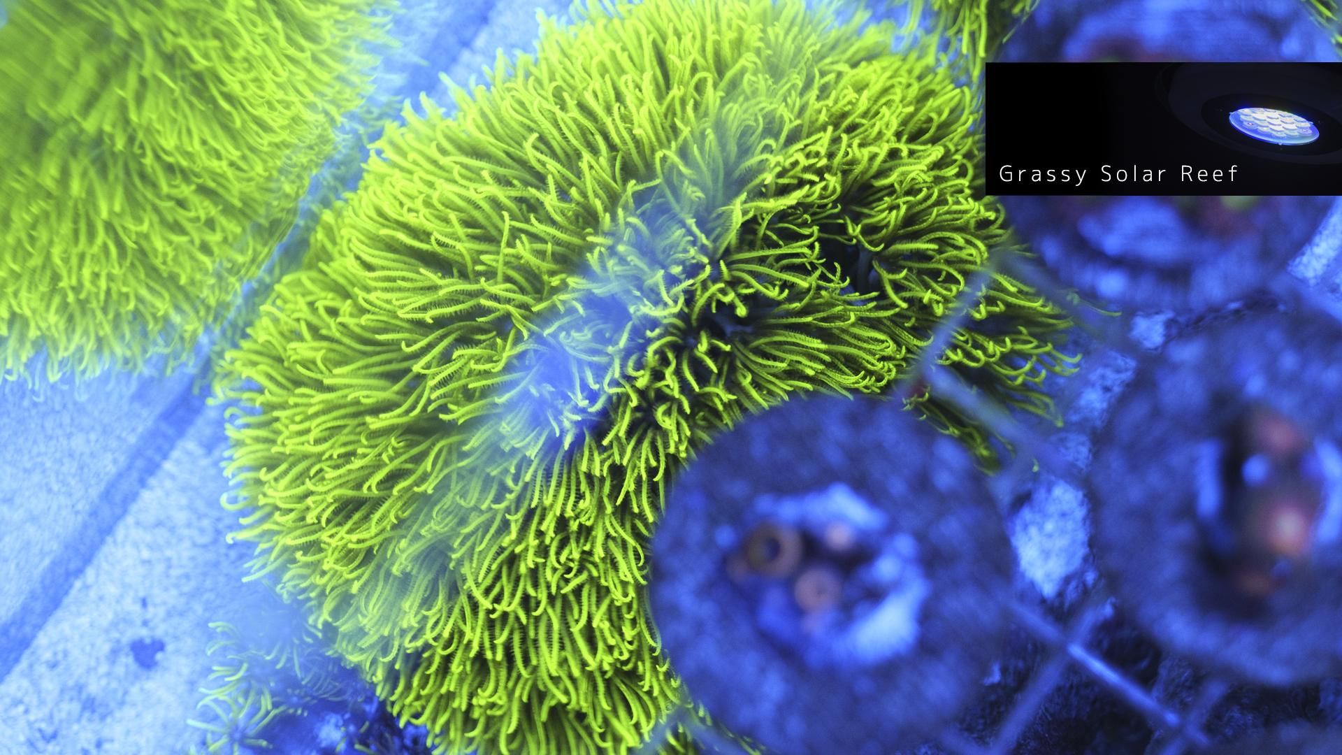 再販]スターポリプ マスター MSサイズ - REEF-TRIGGER