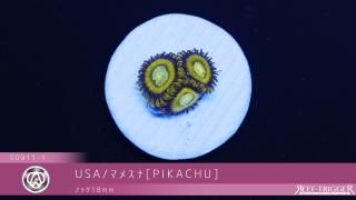 マメスナ　6種類セット マメスナ(6) 種類 カラフル フラグベース7cm マメスナ(6) 種類