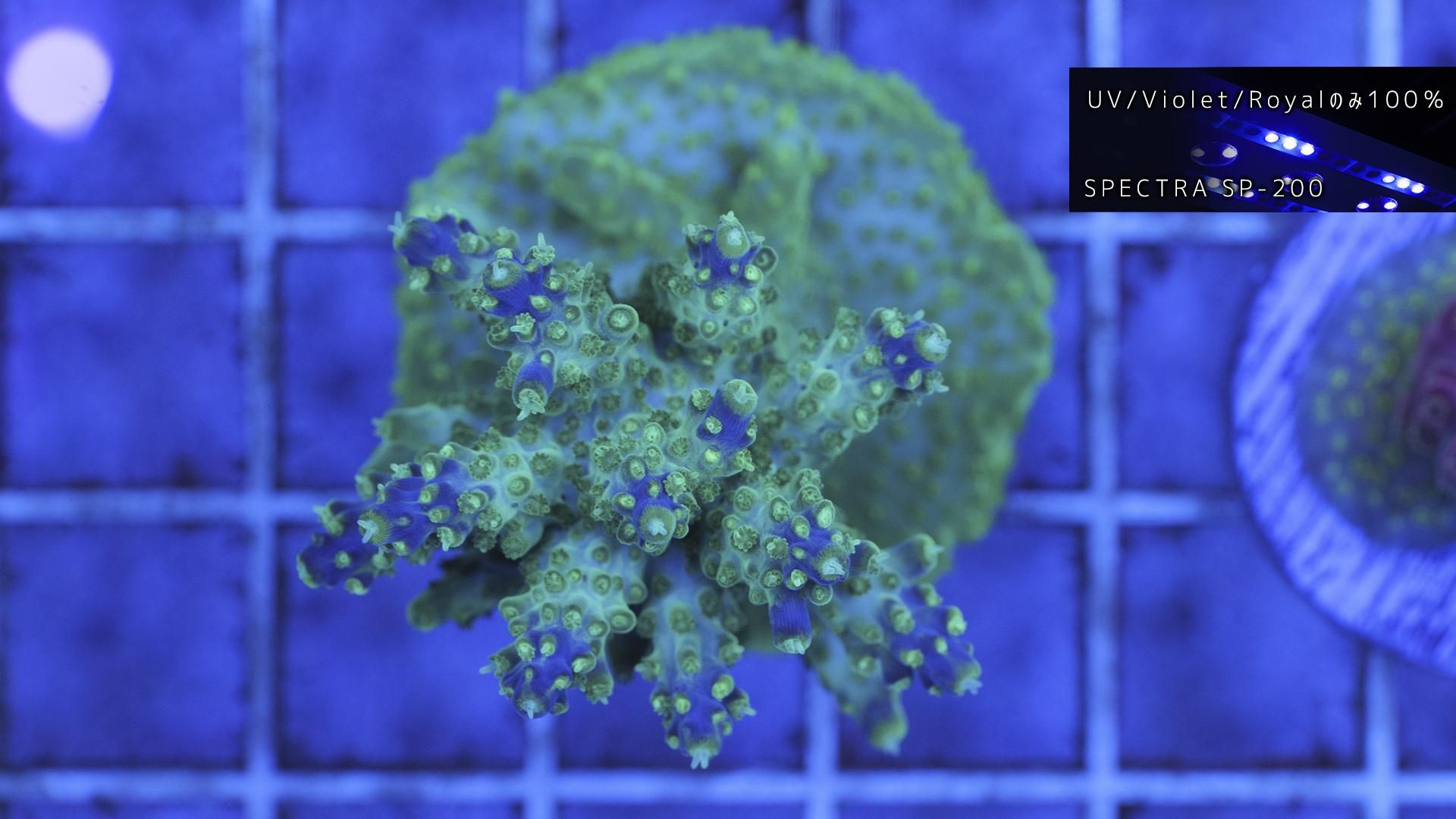 ✨未使用・保管品！✨プラソニエ アクアナノ +ピコ ☆ SONAIL PLUS AIKOセレクト FY000147 ミックスメタル