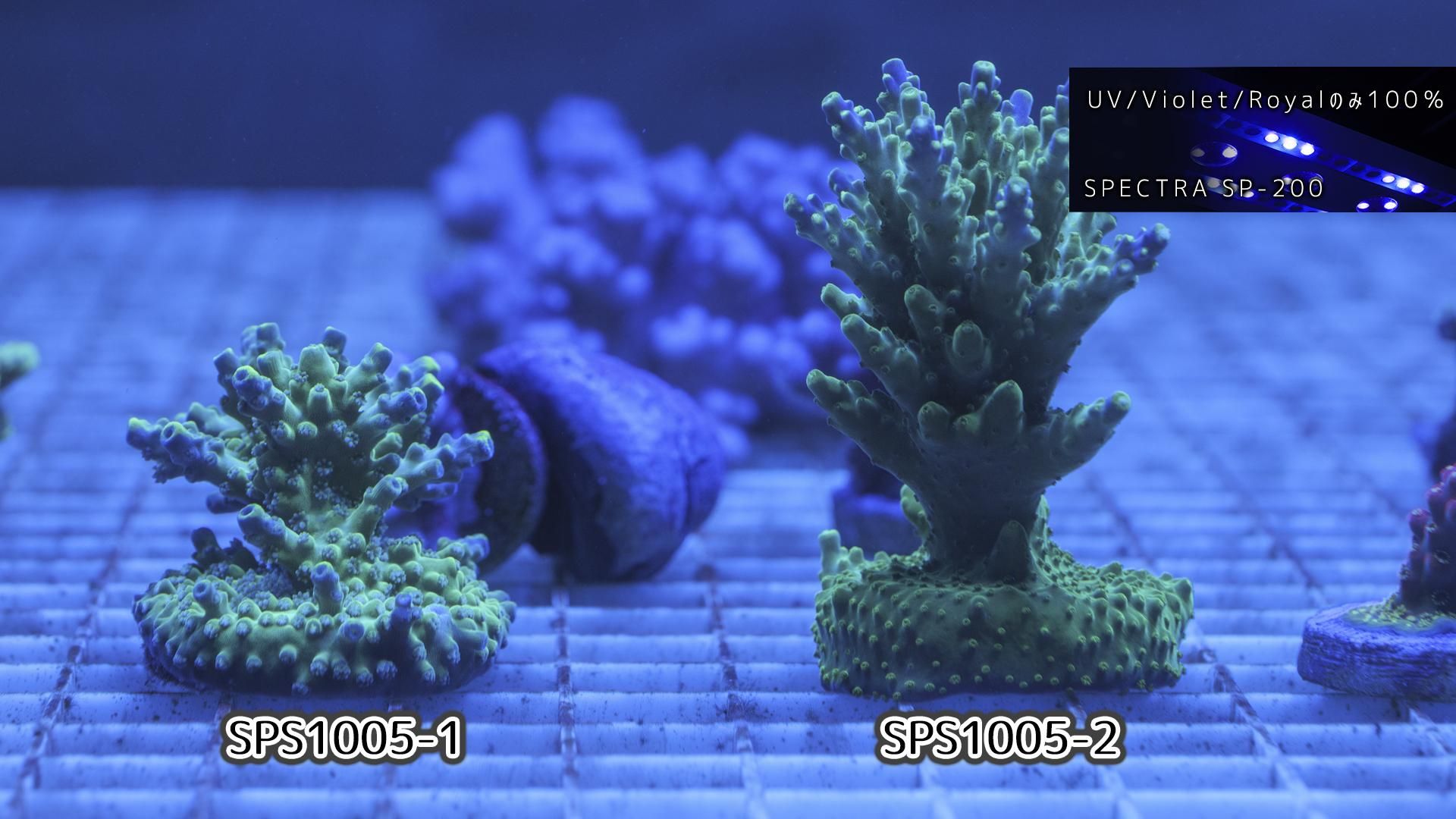 ✨未使用・保管品！✨プラソニエ アクアナノ +ピコ CE/Acro Pink Bits Gen2 フラグ28mm - REEF-TRIGGER