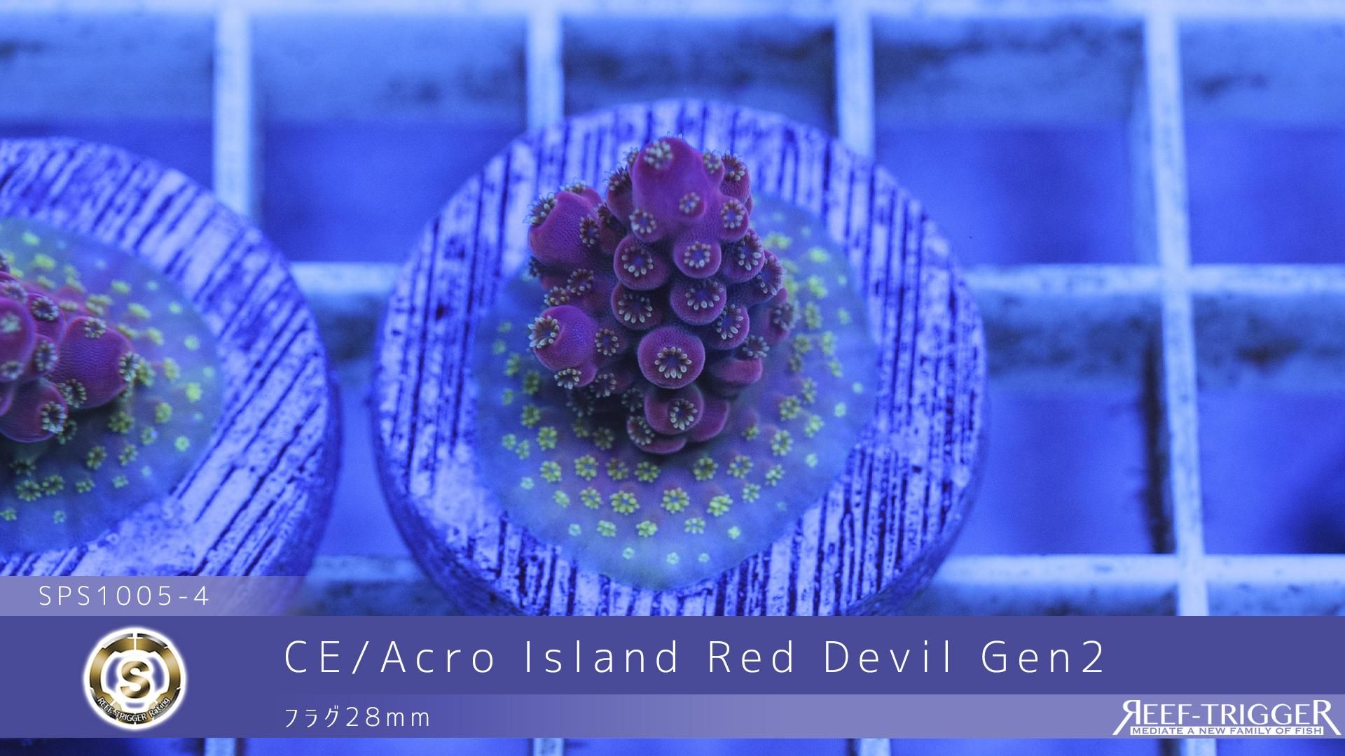 CE/Acro Island Red Devil Gen2 フラグ28mm - REEF-TRIGGER