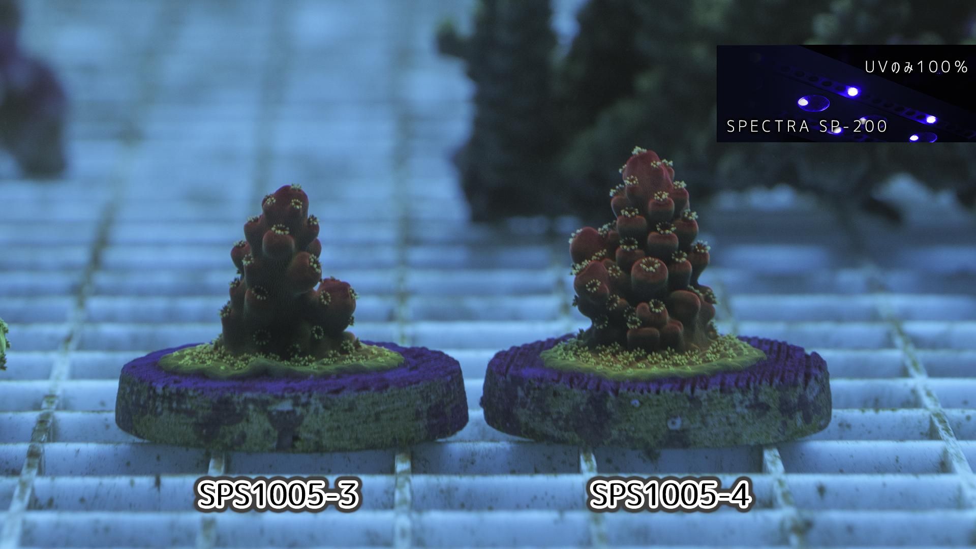 珊瑚のディッシュ CE/Acro Island Red Devil Gen2 フラグ28mm - REEF-TRIGGER