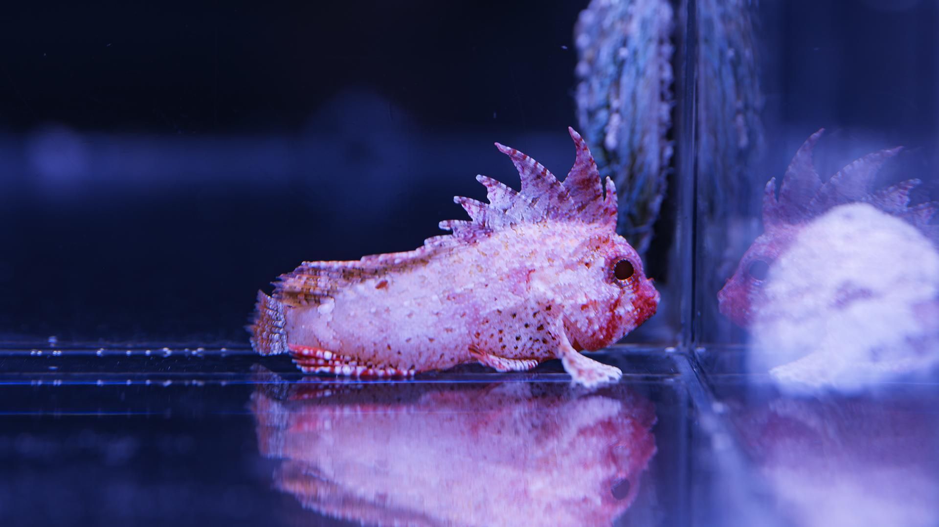 フィリピン/バンドテールワスプフィッシュ(白強め) Sサイズ - REEF-TRIGGER