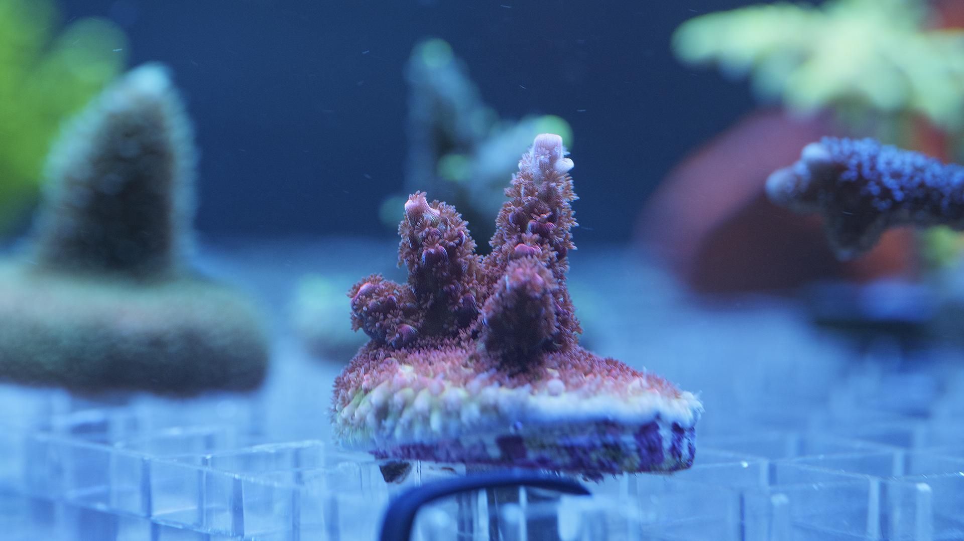 ミドリシ サンゴ RYブリード【PC rainbow】 ミドリシ サンゴ RYブリード【PC rainbow】 サンゴ】【通販】ブリード