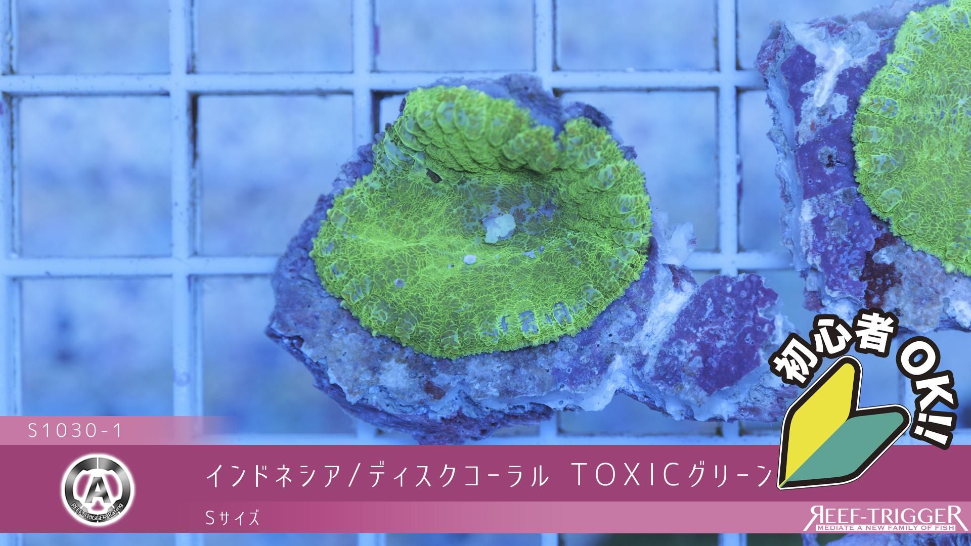 海水ライブロック　グリーンディスクコラールたくさん付き 海水ライブロック グリーンディスクコラールたくさん付き