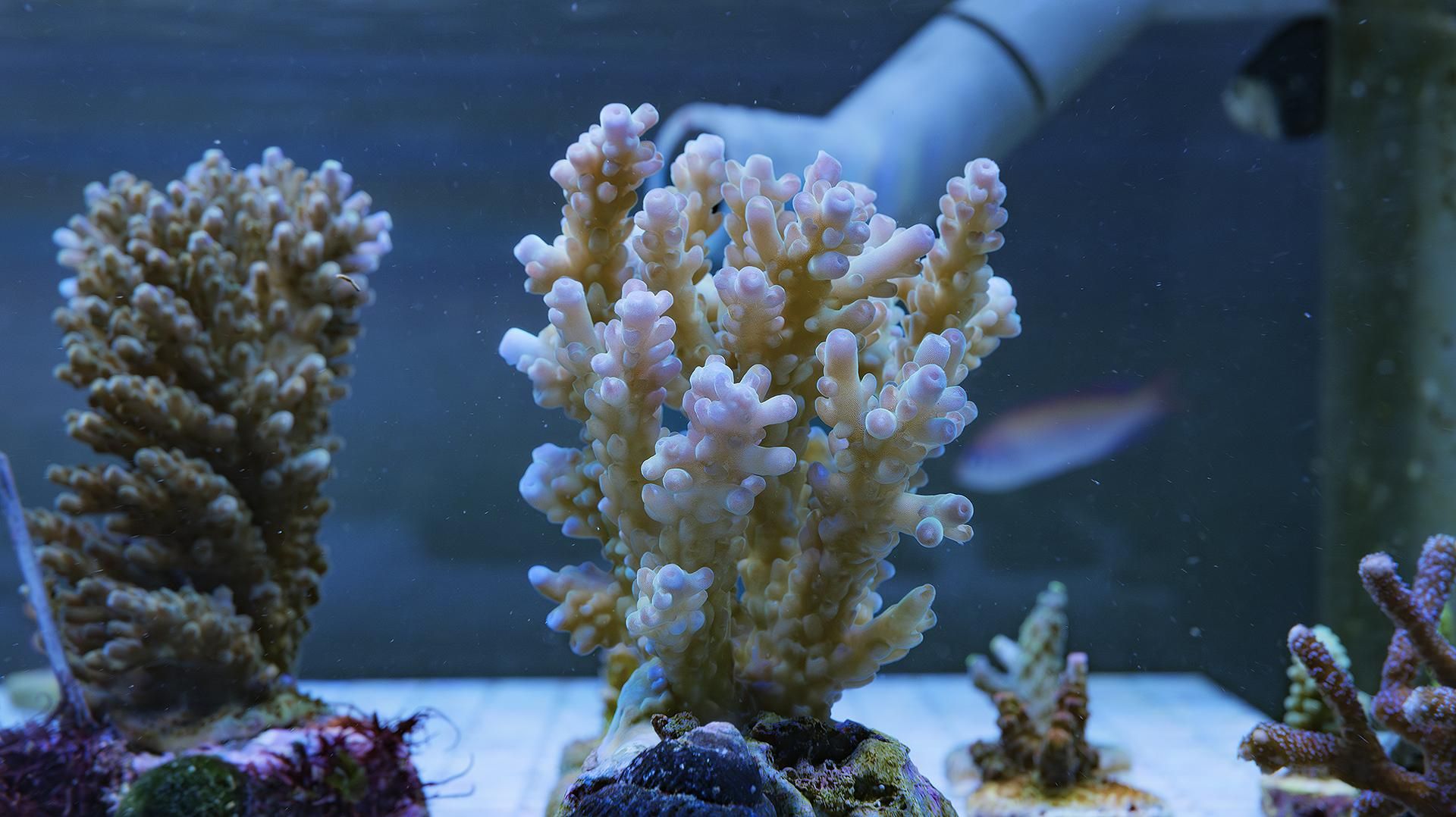 ミドリシ サンゴ RYブリード【PC rainbow】 ミドリシ サンゴ RYブリード【PC rainbow】 インドネシア ウス