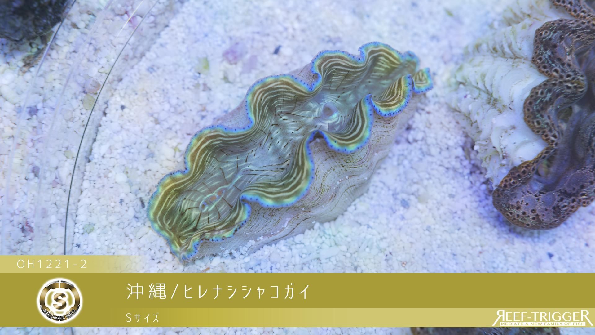 2025年最新】ヒレシャコ貝の人気アイテム - メルカリ おきなわ小浜島産