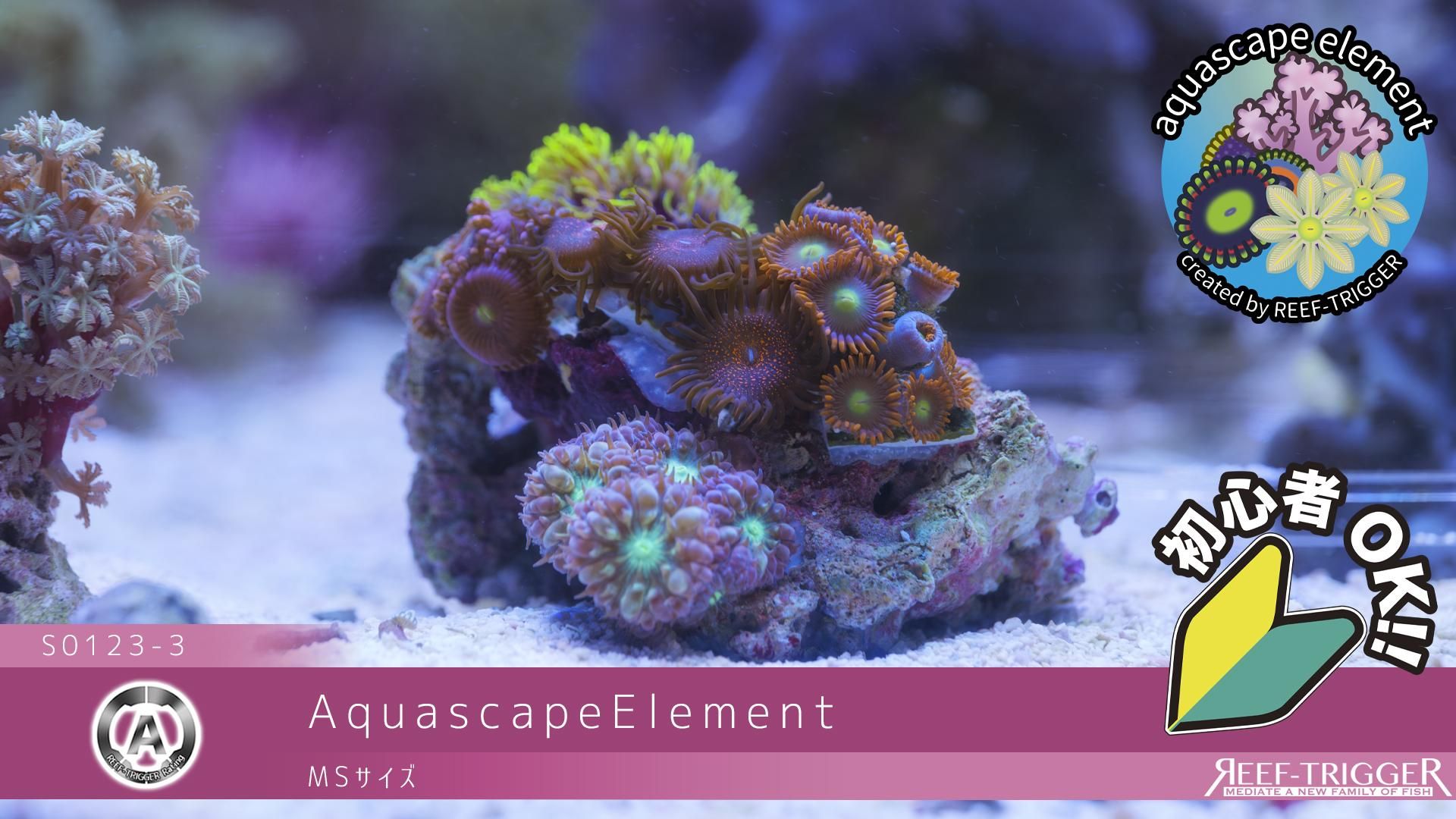 マメスナ　コロニー AquascapeElement MSサイズ - REEF-TRIGGER