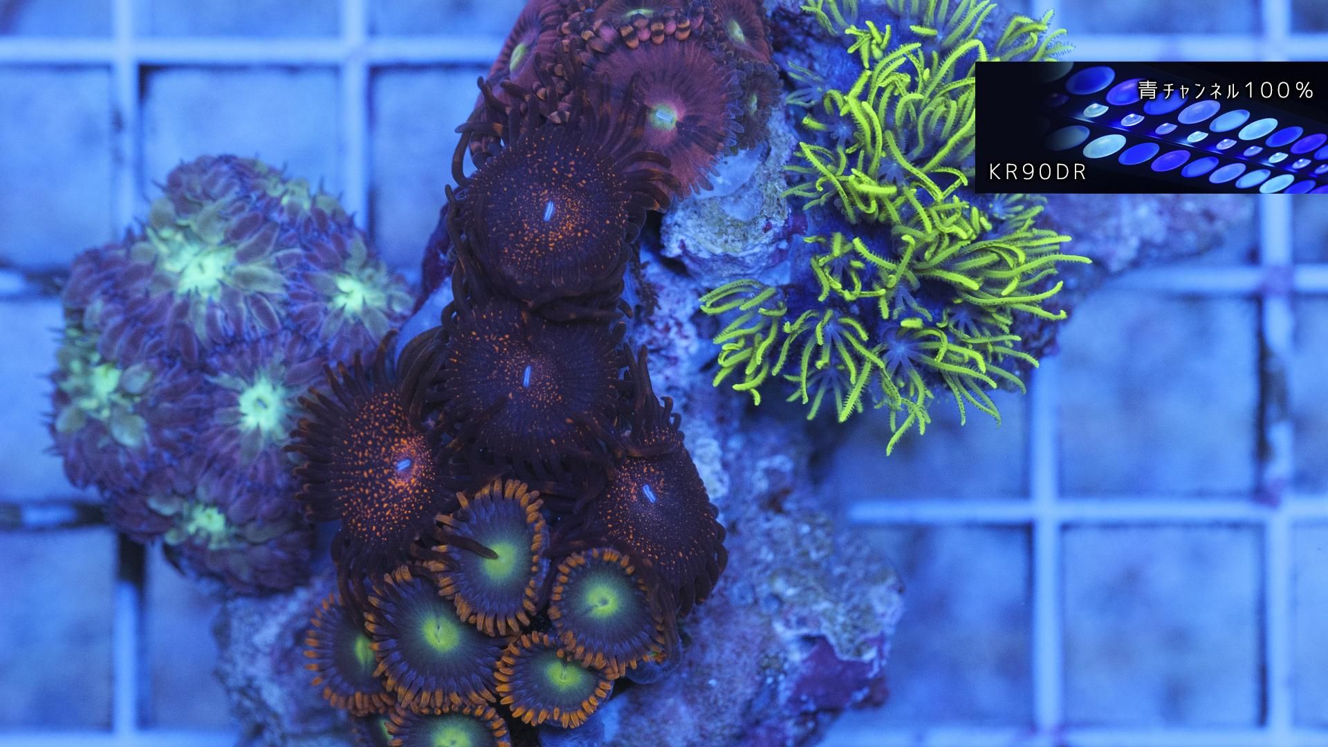 マメスナ　コロニー AquascapeElement MSサイズ - REEF-TRIGGER