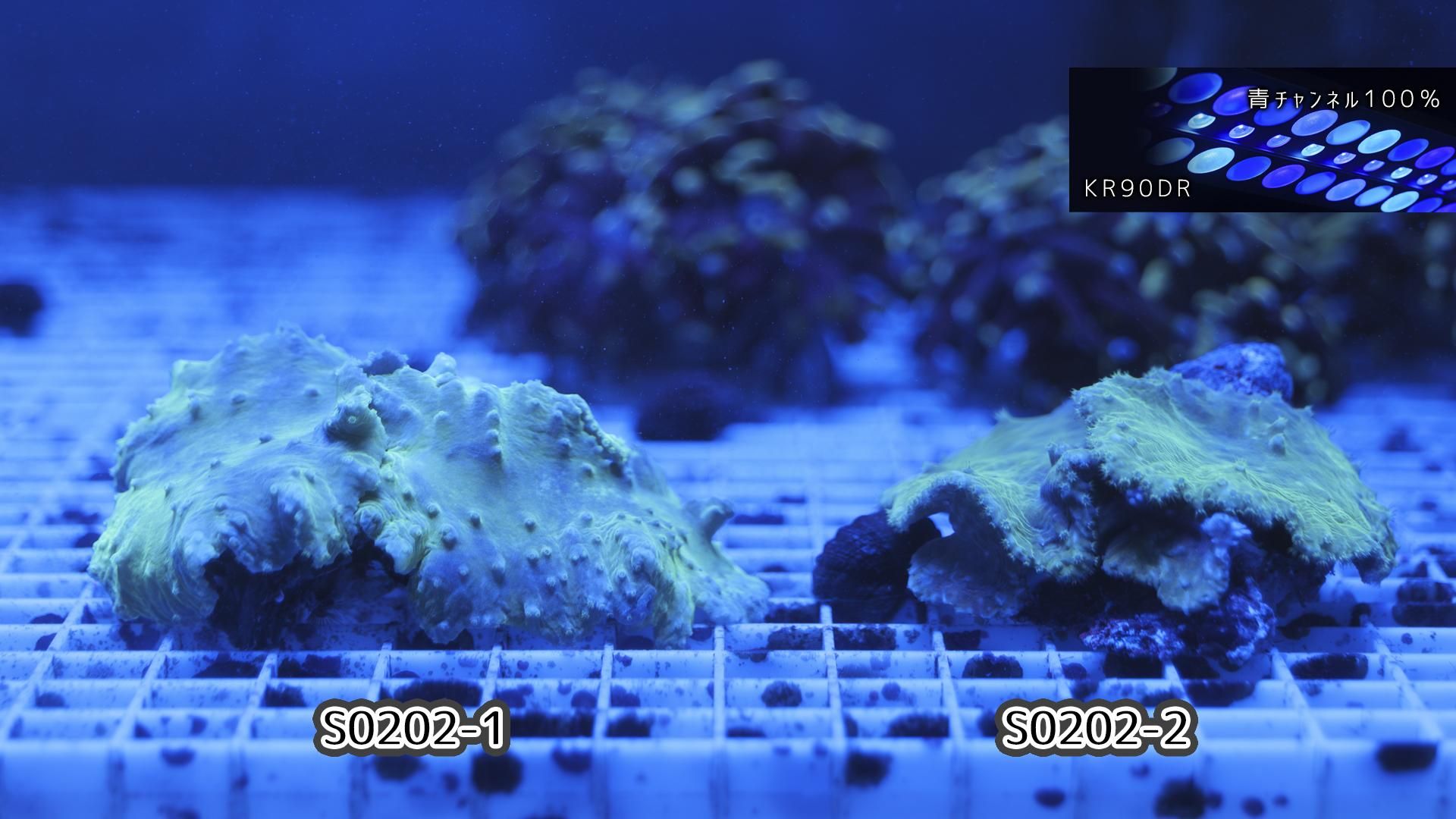 レア]キャベツレザーコーラル[Sinularia dura] Mサイズ - REEF