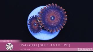 USAマメスナ - REEF-TRIGGER