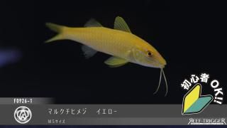 30W 東熱 ブルーライト紫外線殺菌灯(石英管あり)[当店稼働中