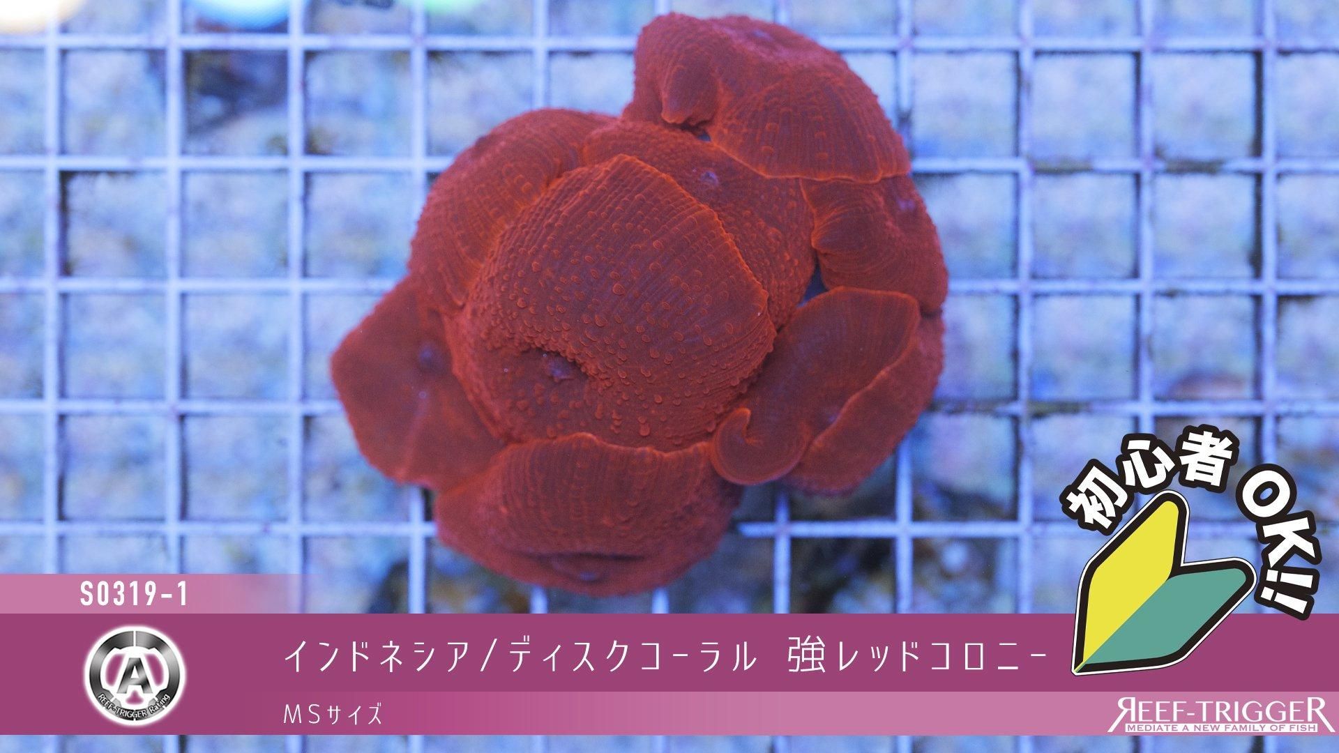 インドネシア/ディスクコーラル 強レッドコロニー MSサイズ - REEF-TRIGGER