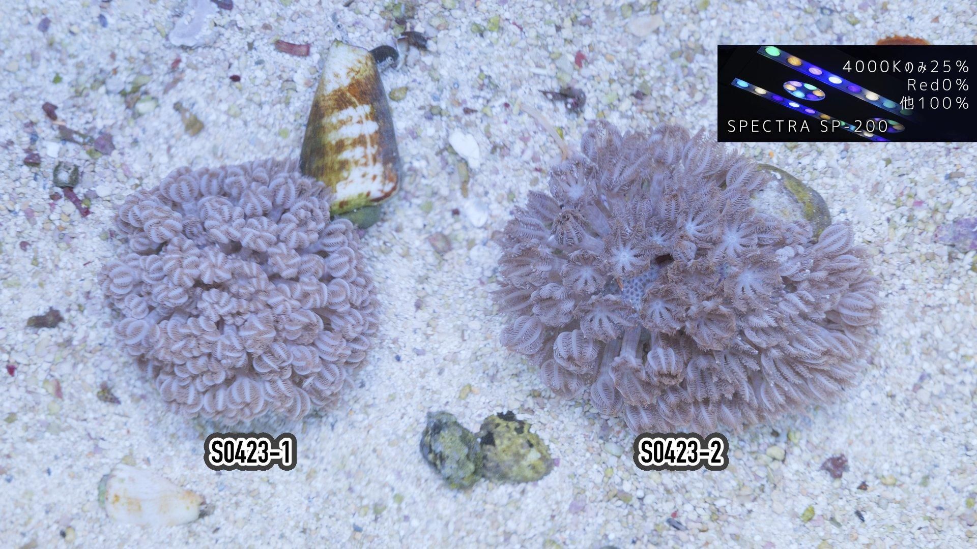 沖縄/パクパク チガイウミアザミ MSサイズ(2個体付) - REEF-TRIGGER