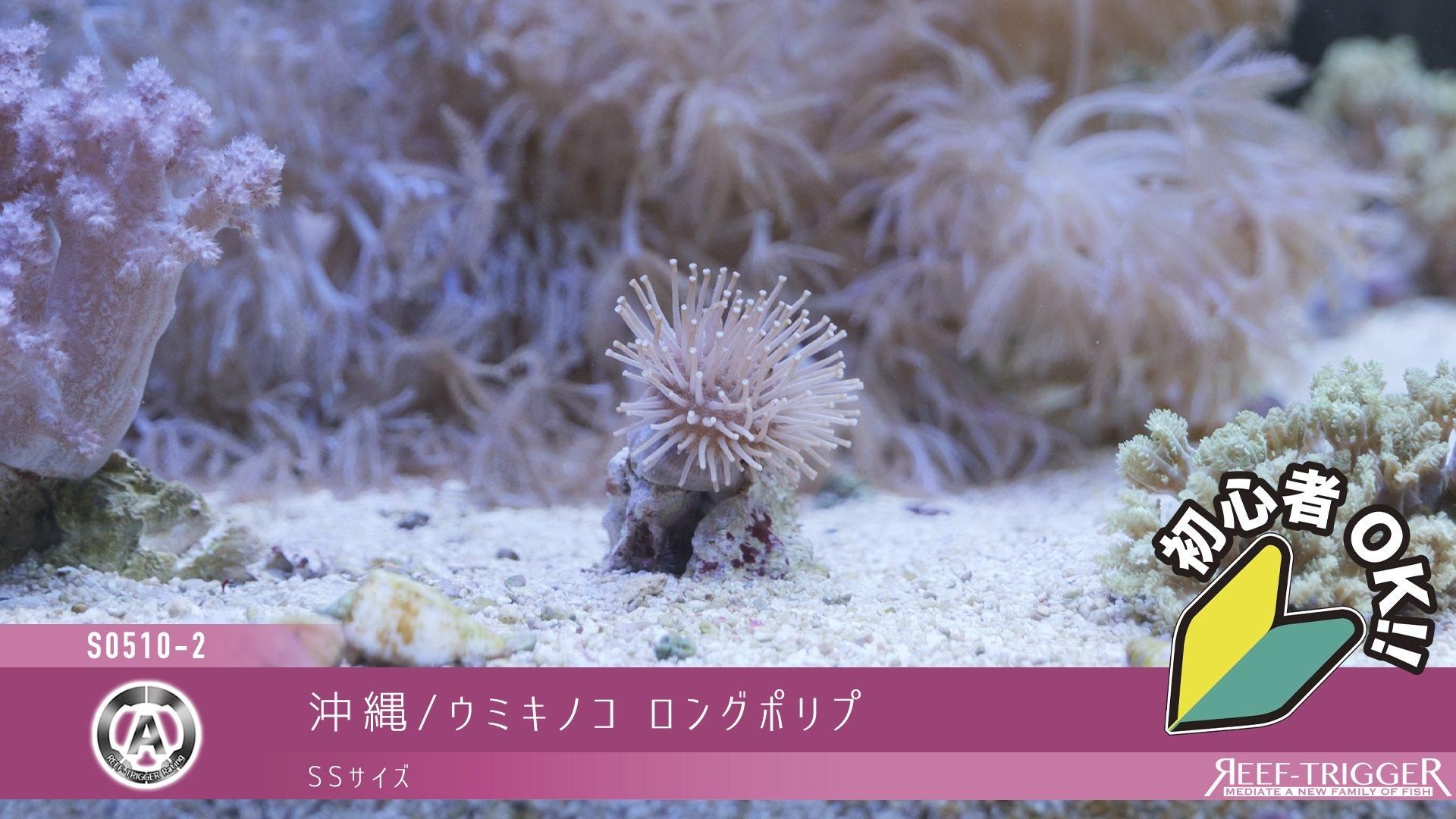 沖縄/ウミキノコ ロングポリプ SSサイズ - REEF-TRIGGER