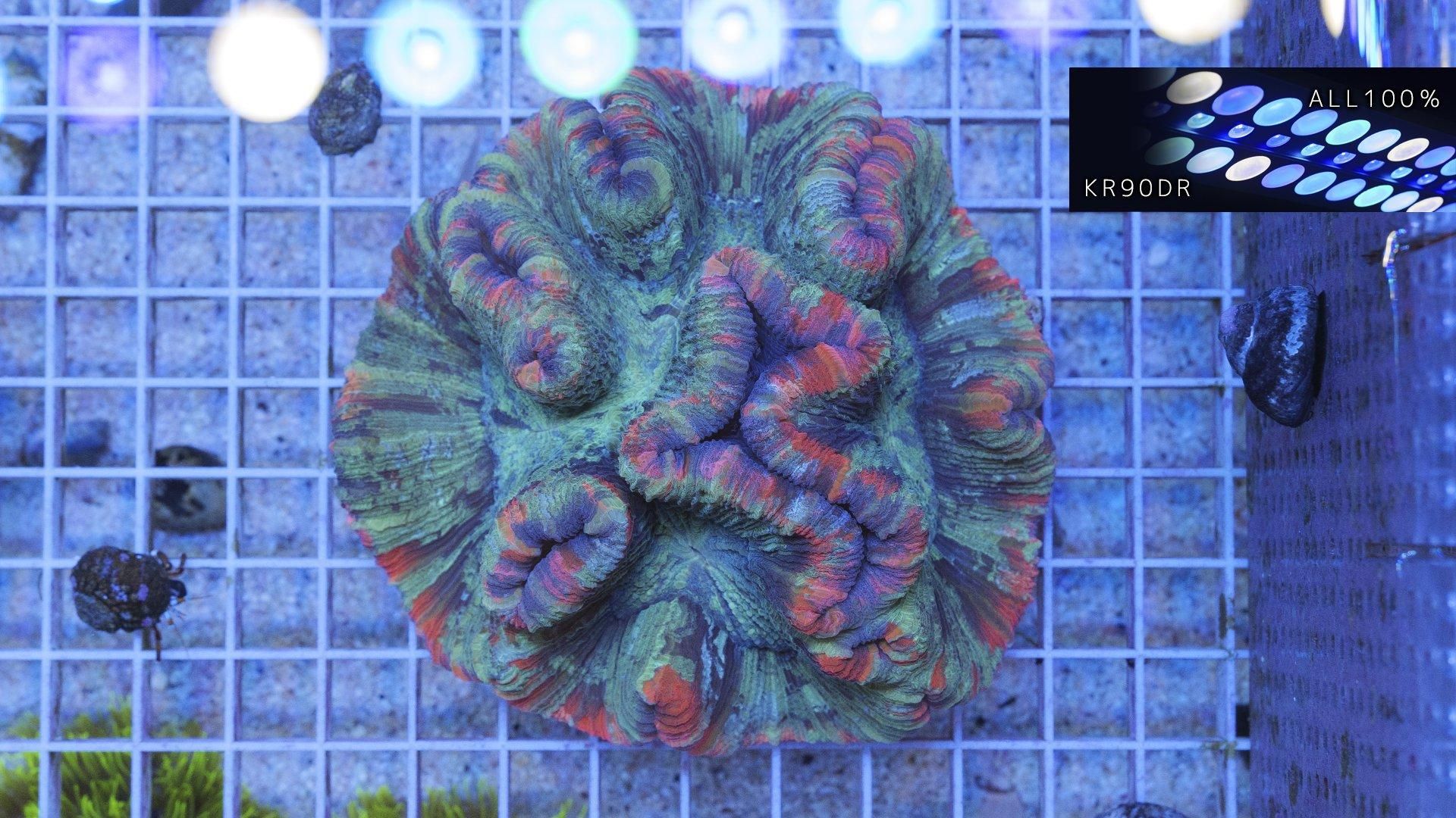 M.C. CANDIDIAN コーラルデザイン バレッタ バレッタ SPIRAL BARETTE | MERRMA (Women)/メルマ