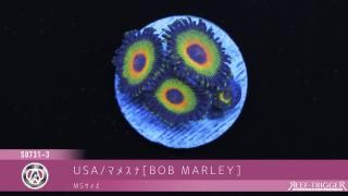 USAマメスナ - REEF-TRIGGER