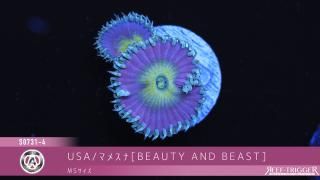 USAマメスナ - REEF-TRIGGER