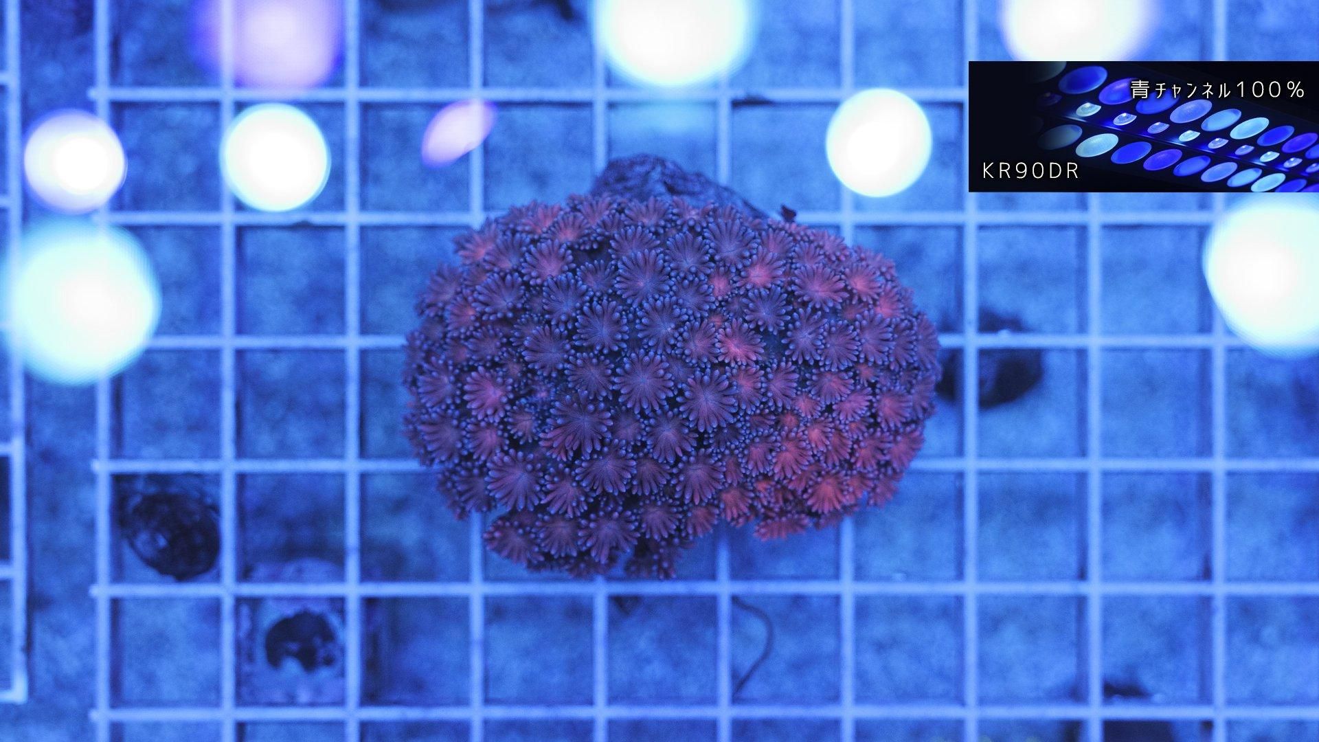 ハナガササンゴ レッド | Aグレード - REEF-TRIGGER