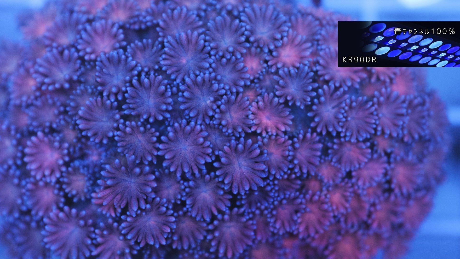 宅配便配送 レッド ハナガササンゴ | REEF-TRIGGER - Aグレード 海水魚用品