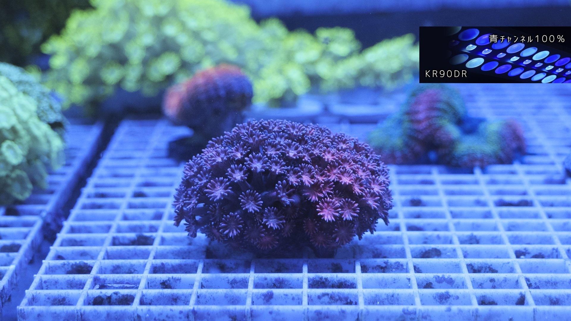 マメスナ(5) 種類　カラフル　フラグベース7cm マメスナ(5) 種類カラフルフラグベース7cm