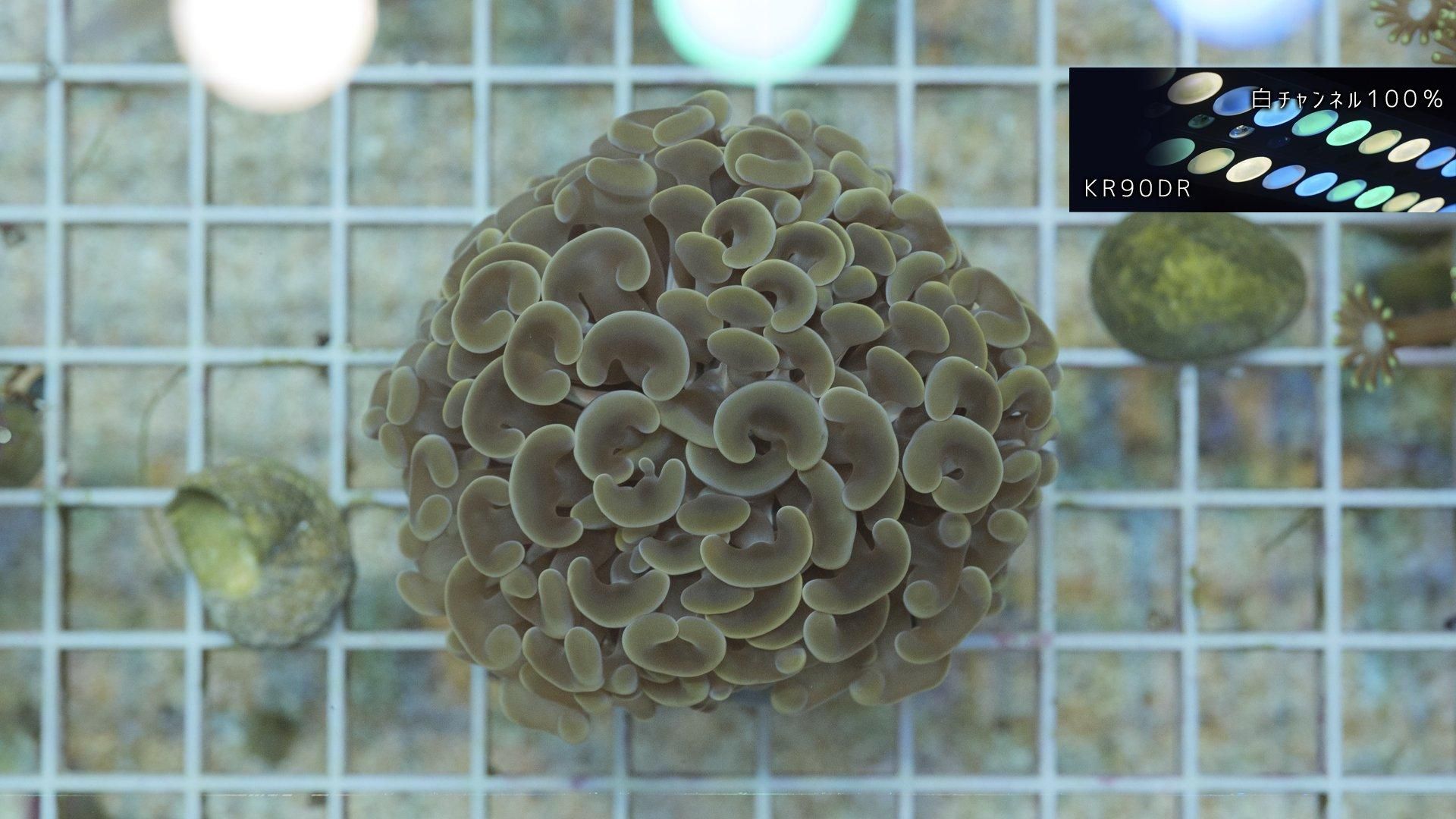 ナガレハナサンゴ オレンジ | インドネシア産 - REEF-TRIGGER ナガレハナサンゴ オレンジ | インドネシア産 - REEF-TRIGGER