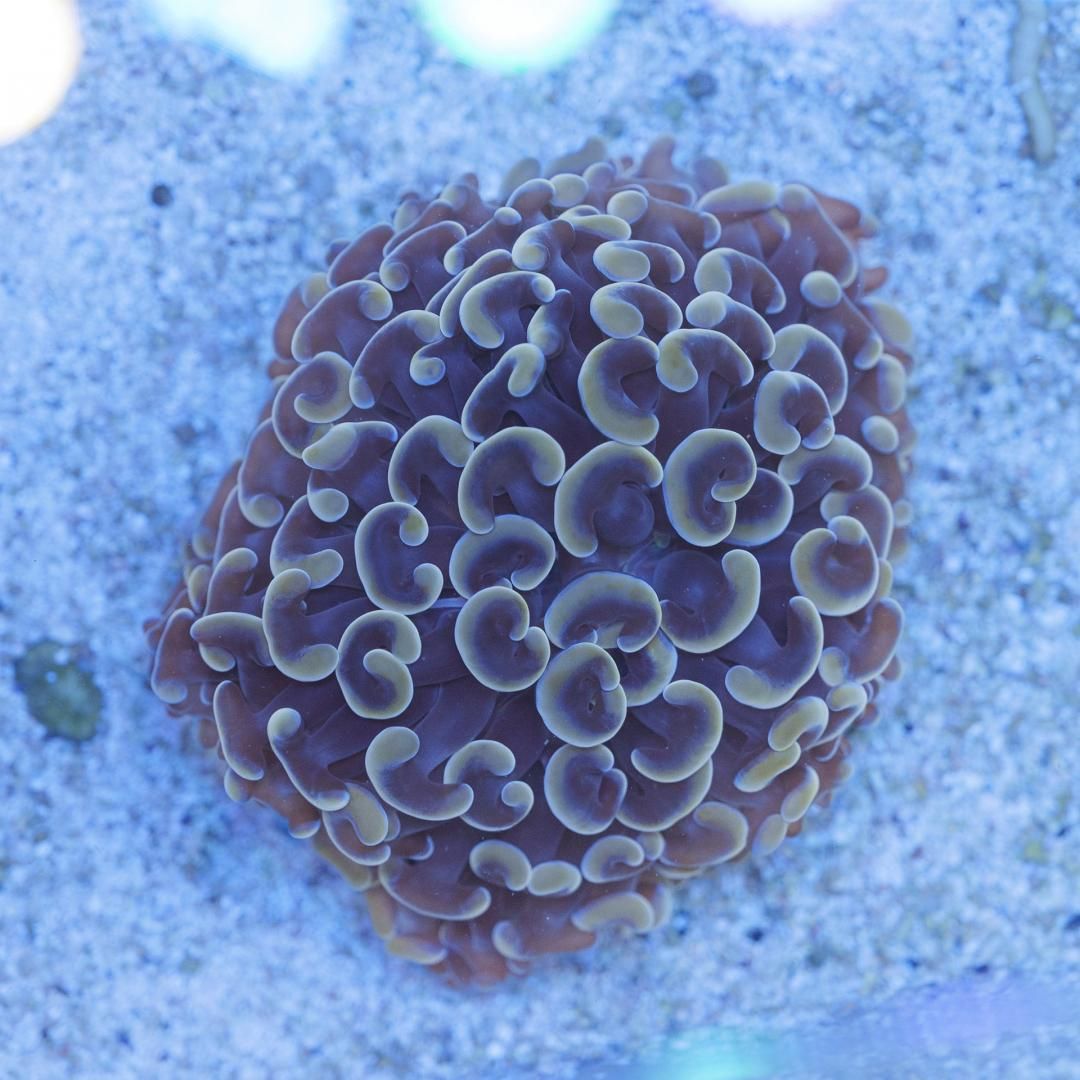 ナガレハナサンゴ オレンジ | インドネシア産 - REEF-TRIGGER ナガレハナサンゴ オレンジ | インドネシア産 - REEF-TRIGGER
