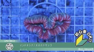 東熱 ブルーライト紫外線殺菌灯(石英管あり) 30W 50hz